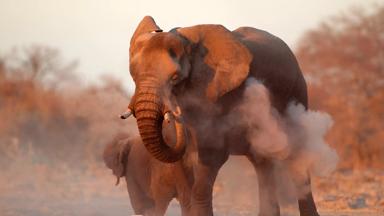 namibie_etosha-national-park_olifant_jong_b