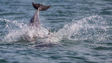 groot-brittannie_wales_cardigan-bay_dolfijn_staart_water_duik_plons_getty