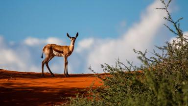 namibie_kalahari_halfwoestijn_springbok_f