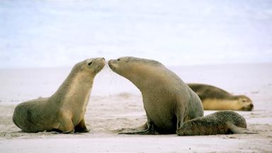 australie_zuid-australie_kangaroo-island_zeeleeuw_strand