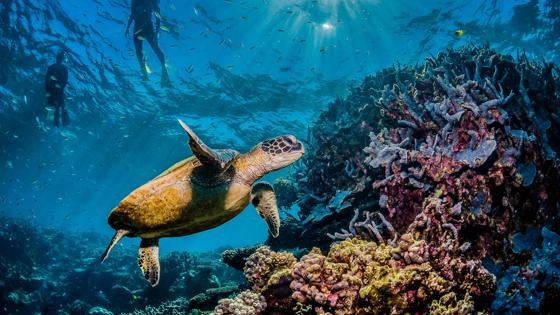 australie_queensland_great-barrier-reef_schildpad_snorkelen_koraal_onderwater_shutterstock_1586448214