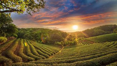taiwan_theeplantage_b(1)