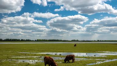 nederland_zuid-holland_biesbosch_hooglanders_rund_koe_weide_pixabay