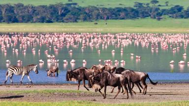 tanzania_ngorongoro-crater-national-park_waterpoel_dieren_b