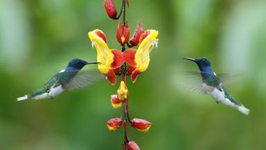 ecuador_mindo_kolibri_vogel_bloem_shutterstock_307010648