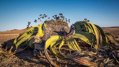 The photo shows a male Welwitschia mirabilis after flowering.  Plants are either male or female and can be identified by their different cones. Welwitschias have only two leaves which grow horizontally for the lifetime of the plant. Welwitschias can live over a thousand years.  The plant is endemic to the Namib desert within Namibia and Angola.