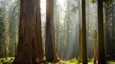 verenigde-staten_californie_sequoia-national-park_sequoia-bomen_bos_w