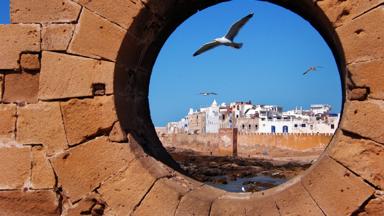 Vogel in Essaouira 01