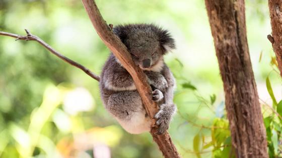 australie_algemeen_koala-beer_3_b.jpg