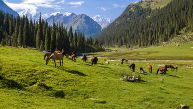kirgizie_tiensjan_bergketen_paarden_grazen_landschap_shutterstock