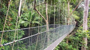 maleisie_taman-negara_nationaal-park_jungle_canopy_b