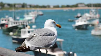 groot-brittannie_engeland_kent_chatham_zeemeeuw_meeuw_haven_boot_getty