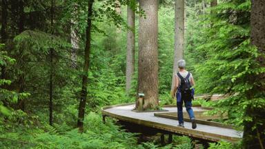 Une promeneuse se balade sur les caillebotis de la forêt du Grand Bois.