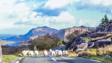 ierland_cork_ring-of-kerry_schapen_weg_uitzicht_rotsen_GettyImages-502450518