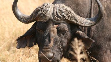 zuid-afrika_dieren_buffel_1_w