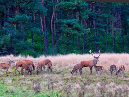 Herten op de Veluwe