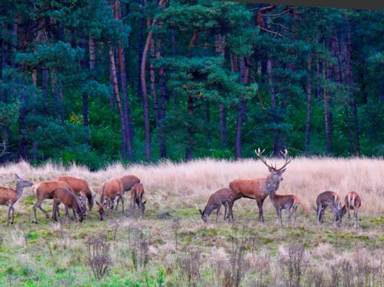 Herten op de Veluwe