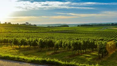 wandelrondreis_frankrijk_occitanie_pyreneeen_wijngaarden_shutterstock