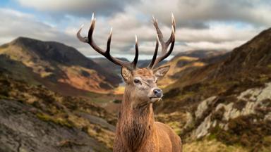 Epic Autumn Fall landscape of red deer stag in front of mountain landscape in background