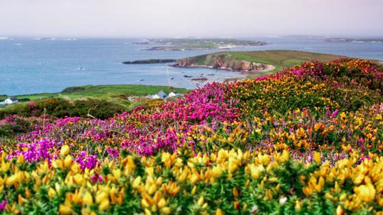 ierland_galway_clifden_kust_bloemen_zee_GettyImages-92508319 (1)