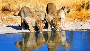 namibie_etosha-national-park_leeuw_waterpoel_b