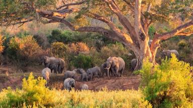 zuid-afrika_kruger-nationaal-park_olifanten_shutterstock_223304221