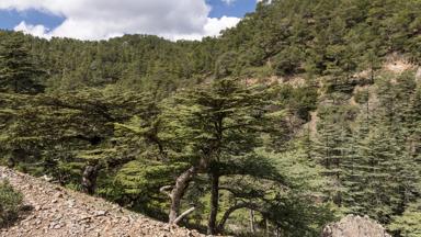 cyprus_troodos_gebergte_cedervallei_shutterstock