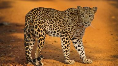 Sri Lankan Leopard full body on road in Wilpattu National Park, Sri Lanka