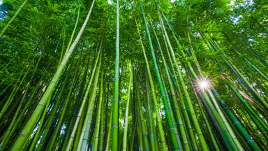 frankrijk_languedoc-roussillon_anduze_bambouseraie-de-prafrance_bamboetuin_botanische-tuin_zon_bamboe_GettyImages-1182890296