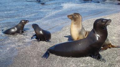 ecuador_galapagos_dieren_zeeleeuw_f