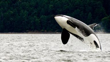 canada_algemeen_orka_orca_b