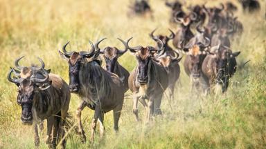 tanzania_serengeti_nationaal-park_annual-great_migration_getty