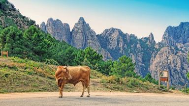 frankrijk_corsica_col-de-bavella_koe_weg_rotsen_bergen_shutterstock_1335882899