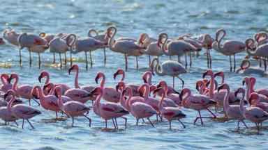 namibie_swakopmund_walvisbaai_flamingo_b