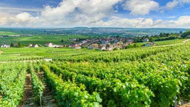 Scenic landscape in the Champagne, Vineyards in the Montagne de Reims, France