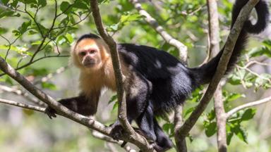 costa-rica_rincon-de-la-vieja-volcano_capuchin-mockey_aap_boom_bos_shutterstock