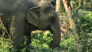 thailand_chiang-rai_elephant-valley_olifant_4_f