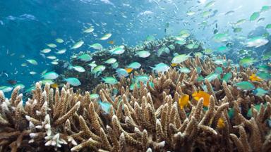 indonesie_bali_menjangan_koraal_rif_vissen_onderwater_snorkelen_b