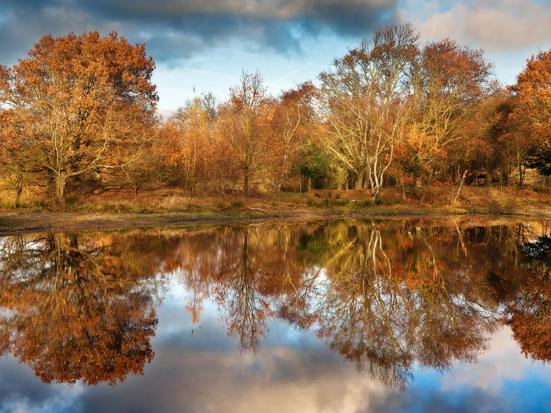 Herfstbomen in Zeeland