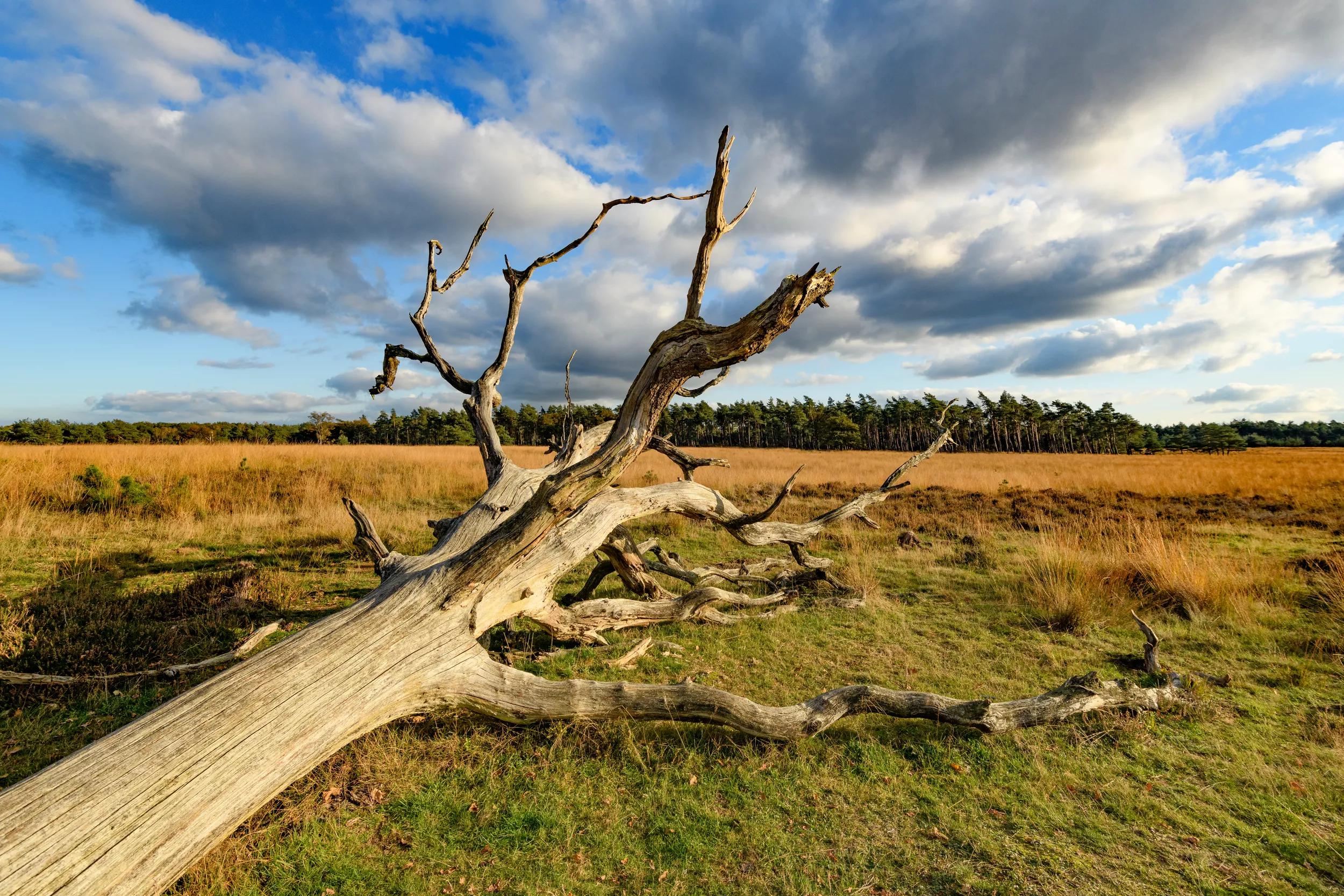 Sunny landscape in the Deelerwoud nature reserve during a beautiful fall day. The Deelerwoud nature reserve in Gelderland, The Netherlands is part of the Veluwe nature reserve.
