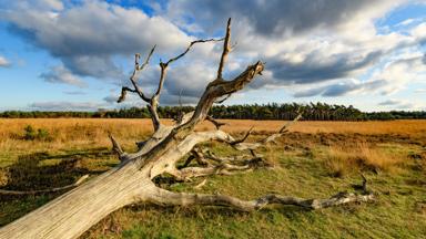 Sunny landscape in the Deelerwoud nature reserve during a beautiful fall day. The Deelerwoud nature reserve in Gelderland, The Netherlands is part of the Veluwe nature reserve.