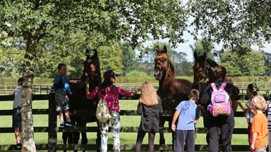 Ierland_Kildare_Irish_National_Stud_Paarden2