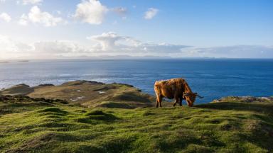 schotland_highland-cattle_schotse-hooglander_beeldbank-kampeerreizen