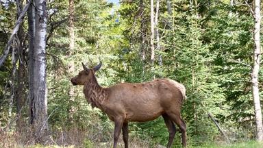 icefields parkway alberta canada elk op de weg