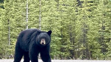 icefields parkway alberta canada beer op de weg