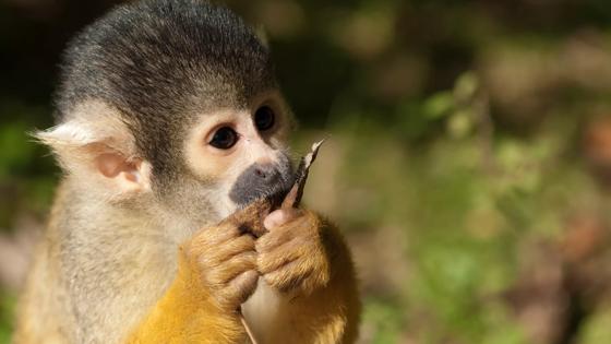 costa-rica_algemeen_doodshoofdaapje8_b.jpg