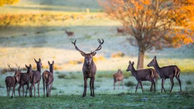 ierland_county-kerry_killarney-national-park_hert_gewei_dier_shutterstock_659646580