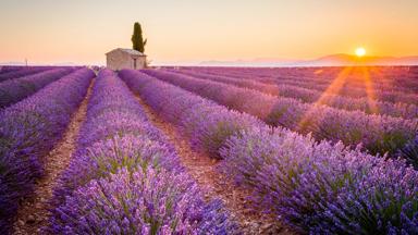 frankrijk_provence_valensole_lavendelveld_zonsondergang_shutterstock