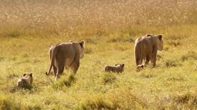 kenia_masai-mara_leeuw_4_f.jpg