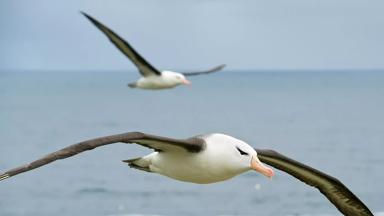 antarctica_algemeen_dier_albatros_zee_shutterstock-375167095